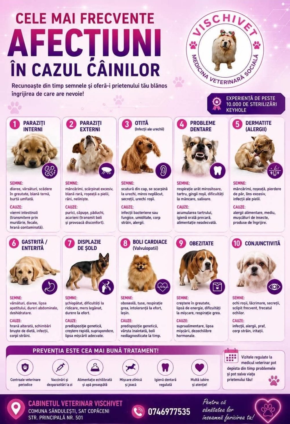 Cele mai frecvente afecțiuni în cazul câinilor