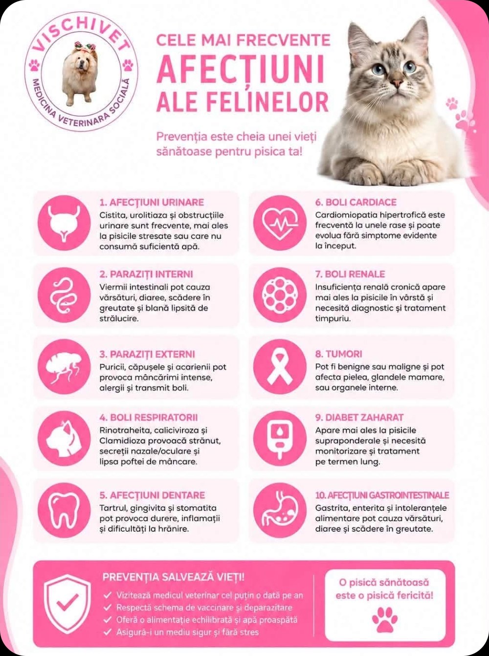 Cele mai frecvente afecțiuni ale felinelor